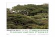 Bulletin Cupressus Conservation Project · Photo gallery: Cupressus vietnamensis & Cupressus nootkatensis .....88 A. Jagel & V. Dörken This Bulletin is edited by the Cupressus Conservation