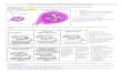 1S DS3 : phénotypes sexuels et le contrôle de leur mise en place ...beaussier.mayans.free.fr/IMG/pdf/HF_DS3_2016_correction.pdf · (doc1C). -Génétique : Le chromosome Y porte