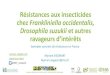 Résistances aux insecticides chez Frankliniella ... · (Financé par la Phytopharmacovigilance) sur la surveillance des résistances •Collaboration INRA (Myriam Siegwart) & ANSES