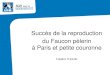 Succès de la reproduction du Faucon pèlerin à Paris et ...€¦ · 13 juin 2013 Succès de la reproduction du Faucon pèlerin à Paris et petite couronne Frédéric THOUIN