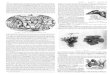 MARS MARTIN PÊCHEUR - Freebiblio.rsp.free.fr/LA/M2.pdf · 2012. 8. 31. · Martin-pêcheur (zool.). — Le mar-tin-pêcheur est un passereau syndactile de la famille des halcyonides