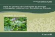 Astragale de Fernald (Astragalus robbinsii var. …...variété est très à risque) à l’astragale de Fernald, de N1 (très à risque) au Canada et S1 (très à risque) dans les