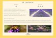 Pollen Nectar - La Fabrique Qui Piquelafabriquequipique.fr/wp-content/uploads/2017/09/fichesplantes.pdf · Nectar Différentes bruyères sont présentes sur le territoire. Cette plante
