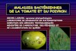 MALADIES BACTÉRIENNES DE LA TOMATE ET DU POIVRON · 2004. 3. 23. · maladies bactÉriennes de la tomate et du poivron maladies bactÉriennes de la tomate et du poivron michel lacroix,