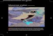 Macareux moine - Néoplanète · 2013. 7. 7. · Le macareux moine niche en colonies, qui peuvent parfois compter plusieurs dizaines de milliers d’individus. Abandonnés à 38 jours