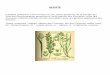 ALPISTElionsvitry.i.l.f.unblog.fr/files/2016/11/tables_plantes.pdfALPISTE L’alpiste (Phalaris canariensis) est une plante herbacée de la famille des Poacées (anciennement graminées),