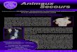 New Animaux Secours - Overblogddata.over-blog.com/xxxyyy/3/88/69/35/Journal_Janvier... · 2020. 4. 10. · service de secours des pistes refusa de les prendre pour sauver des animaux