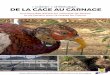 « Gibier » d’élevage : DE LA CAGE AU CARNAGE - ASPAS ... Le faisan commun est une espèce qui trouve probablement son origine il y a plus de 3 millions d’années dans des forêts
