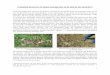 Comment préserver la faune sauvage lors de la fauche des ... · Nid de faisan détruit lors d’une fauche (© Jérôme Widar) Quantifier l’impact de la fauche des prairies sur