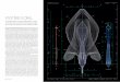 MYSTÈRE FLORAL - Patek Philippe SA...représentations filaires de l’infographie 3D, Murayama réalise des vues en transparence de l’intérieur des plantes, qui dégagent une séduction
