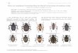 Note sur quelques Cerambycidae du Massif armoricain (troisième … · 2017. 4. 3. · Invertébrés Armoricains , 2009, 3 : 32-34. 1 3 rue de la santé, F-35000 Rennes, 
