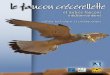 le faucon crécerellette - LPOrapaces.lpo.fr/sites/default/files/faucon...Le Faucon crécerellette est difficile à différencier de son cousin, le Faucon crécerelle, Falco tinnunculus,
