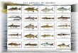 Les poissons du Québec - VotrePortail2 5 Réalisation : Direction du suivi de l’état de l’environnement, Ministère du Développement durable, de l’Environnement et des Parcs,