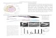 Lactivité reproductrice chez l hommelycee.nicolas-cohen.org/fichiers/fichiers_pdf/activite_reprod_homme.pdfDeux hormones hypophysaires, LH et FSH L’antéhypophyse est une glande