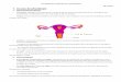 Un peu de physiologieuniv.ency-education.com/uploads/1/3/1/0/13102001/gyneco5... · 2019. 9. 19. · Les différentes méthodes de contraception DR LOUCIF 1. Un peu de physiologie