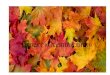 Проект «Осенний лист»садик-81.рф/public/users/994/doc/171120191542.pdf · - Рисование на тему «Осенние листья» - Рекомендации