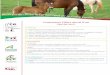 Conjoncture Filière cheval N 26 Janvier 2017...5 Conjoncture Filière Cheval –Janvier 2017 Importations : recul en chevaux de selle et poneys mais nette hausse en ONC Source : IFCE-SIRE,