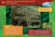 PHYLLANTHACEES 1 Ine-pwang - Province Nord · de pétales et regroupées en ... Toutes les fougères arborescentes sont protégées sur la Grande Terre : la dégradation et la cueillette