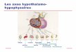 Les axes hypothalamo- hypophysaires - endocrino-sud.com · 3ème génération : sensibilité fonctionnelle = 0,01 à 0,02 mUI/l Les valeurs de référence (2,5 – 97,5 percentiles)