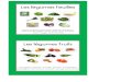 Les légumes feuilles - Ti'loustics · artichaut, chou-fleur, chou romanesco, brocolis Les légumes tubercules pomme de terre, patate douce, topinambour . brocolis chou romanesco