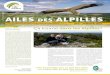 Vautour Percnoptère © Bruno Berthemy AILES ALPILLES · 2018. 3. 21. · AILES DES ALPILLES Le Parc des Alpilles en chiffres-28 % Entre 1995 et 2009 la longueur linéaire des haies