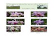 floraisons juin 2017 - SFO Auvergne diverses/17-06- floraisons juin.pdfFloraisons dans les serres chez Claude en juin 2017 Cattleya hybride Cattleya hybride Cattleya lueddemanniana