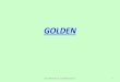 GOLDENeec-chatterie-france.fr/wp-content/uploads/2018/11/4a... · 2018. 11. 12. · Certains chats présentent un fond de robe « jaune poussin à doré ». On les appelle « golden