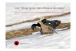 Les Tétras lyres: des oiseaux stressés! · 2017. 1. 2. · • Les tétras lyres passent environ 20h/j. dans un igloo • Il n’en sortent que 2 fois/j., à l’aube et au crépuscule,