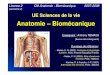 Anatomie – Biomécaniqueb.meric.free.fr/staps/Anatomie/L2S3/L2_CM2_Anatomie.pdf · Licence 2 CM Anatomie - Biomécanique 2007-2008 (semestre 2) UE Sciences de la vie Enseignant