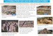 LA FORMATION DES ROCHES SEDIMENTAIRES...Empreinte de pas de reptiles dans une formation gréseuse très fine, située dans l’Hérault, et âgée de près de 250 millions d’années