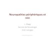 Neuropathies périphériques et rein - Collège Universitaire des ...cuen.fr/sem-regionaux/IMG/pdf/Magy_Neuropathies_periph...L. MAGY DES Néphrologie 9-4-2010 Neuropathies sous Tacrolimus