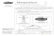 Margaritifera - biolovision.net...Margaritifera Bulletin de liaison de l’atlas des Mollusques de l’Allier Numéro 4 Janvier 2004 Numéro spécial : Les Naïades d’Auvergne Revu