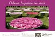 Orléans, la passion des roses · 2020. 8. 6. · Cet amour pour les belles fleurs trouvera bientôt son égérie : la rose. En témoignent la création sur le territoire d’Orléans