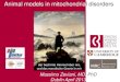 Animal models in mitochondrial disorders...Massimo Zeviani, MD, PhD Dublin April 2013 Animal models in mitochondrial disorders der bestirnte Himmel über mir, und das moralische Gesetz