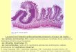 La paroi de l’intestin grêle présente plusieurs niveaux de replisbcpst-svt-parc.fr/wordpress/wp-content/uploads/2013/10/... · 2014. 11. 27. · La paroi de l’intestin grêle