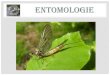 Entomologie - MOUCHEURS ANDEGAVES · 2013. 1. 13. · ENTOMOLOGIE L’entomologie a décrit et classé un peu moins d’un million d’espèces, ce qui représente : -2 tiers des