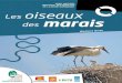 PARC NATUREL RÉGIONAL DES BOUCLES Les oiseaux ...4 LES OISEAUX DES MARAIS La voie de migration Est-atlantique BirdLife International and Wadden Sea Flyway Initiative 1 Limicoles :