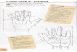 Apprendre à dessiner les mains - TousVosLivres.com - dessiner... · 2020. 11. 17. · contraction musculaire. Le point fixe d'ancrage du muscle s'appelle l'origine le point mobile