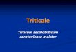 Triticale - Associazione Studenti di Agraria IAAS Sassari · 2012. 7. 30. · Triticale (Triticum secalotriticum saratoviense meister) –È un ibrido intergenerico –ottenuto attraverso
