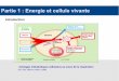 Partie 1 : Energie et cellule vivanteblogpeda.ac-bordeaux.fr/svtpapeclement/files/2017/12/Sp... · 2017. 12. 20. · 1. phase photochimique : dépendante de la lumière 2. phase chimique
