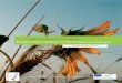 PROJET LEONARDO COLUMELLE Biodiversité cultivée et formation … · 2017. 7. 10. · Afin de répondre à ses objectifs le RSR : - soutient, facilite, favorise le contact, ... bres