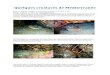 Quelques crustacés de Méditerranéercae-plongee.be/.../mediterranee/Quelques_crustaces_mediterranee.p… · Quelques crustacés de Méditerranée Photos : martin v, daniel m, jacqueline