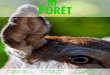 11/2015 - ForêtSuisse · 2017. 3. 2. · Cerf: vie et mœurs d ... LA FORÊT 11/15 Tessin: les copeaux ont le vent en poupe 22 Marché du bois Prix du bois-énergie 2015/2016 Brèves