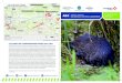 A63 AMPHIBIE - CEN Aquitaine · 2019. 2. 19. · LE CAMPAGNOL AMPHIBIE (Arvicola sapidus) est un mammifère rongeur lié aux rives des milieux aquatiques.. Il appartient à la famille