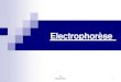 Electrophorèse - Université Constantine 1 · 2020. 3. 18. · 1- Électrophorèse sur gel de polyacrylamide . L'électrophorèse sur gel de polyacrylamide ou PAGE est une application