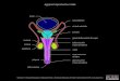Appareil reproducteur mâle - UNIGEAppareil reproducteur femelle bulbe du clitoris (corps spongieux) pilier du clitoris (corps caverneux) gland du clitoris glande paraurétrale (Skene)
