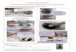 A- Préparation de la solution de jus de myrtilles.svt.ac-amiens.fr/IMG/pdf/les_romans_photos_du_labo_ecolo... · 2018. 6. 20. · A- Préparation de la solution de jus de myrtilles