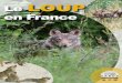 Le LOUP en France - FERUS · 2021. 2. 21. · Les premiers indices de loups dans les Alpes du sud datent de la fin des années 1980. La première observation d’individus authentifiée