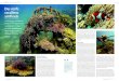 Des récifs coralliens artificiels · 2019. 4. 11. · *Garou, seul, Sous le vent _Caroline Schüpbach-Brönnimann est une navigatrice à la voile (yole et voilier, lac et mer) et