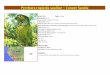 Pyrrhura rupicola sandiae ~ Conure Sandia